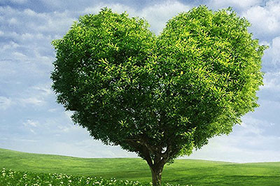 Regolamento Comunale Servizio di Raccolta RSU