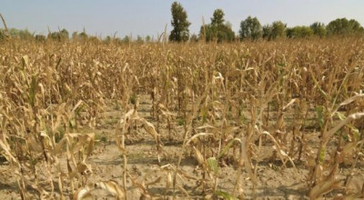 Stato di Calamit&agrave; Danni Causati alle Produzioni Agricole