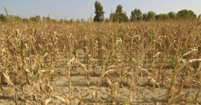 Stato di Calamit&agrave; Danni Causati alle Produzioni Agricole