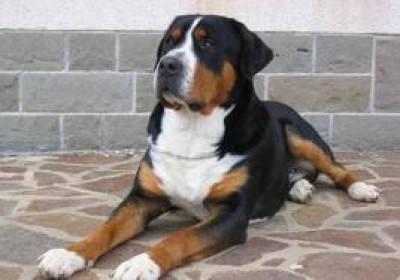 campagna sterilizzazione cani padronali campagna sterilizzazione cani padronali