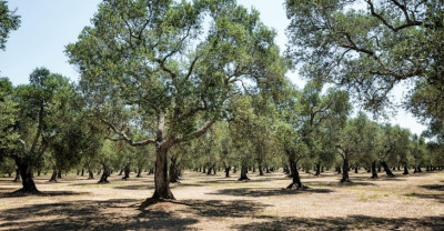 Regione Puglia: Indennizzi per Calamit&agrave; Xylella 2018 e 2019