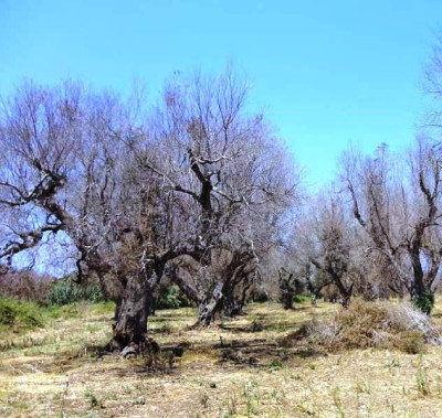 XYLELLA FASTIDIOSA
